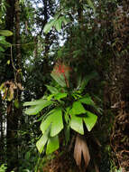 Reinhardtia latisecta (H. Wendl.) Burret的圖片