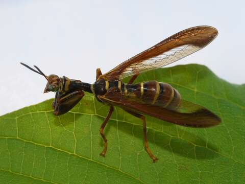 Image de Climaciella brunnea (Say ex Keating 1824)