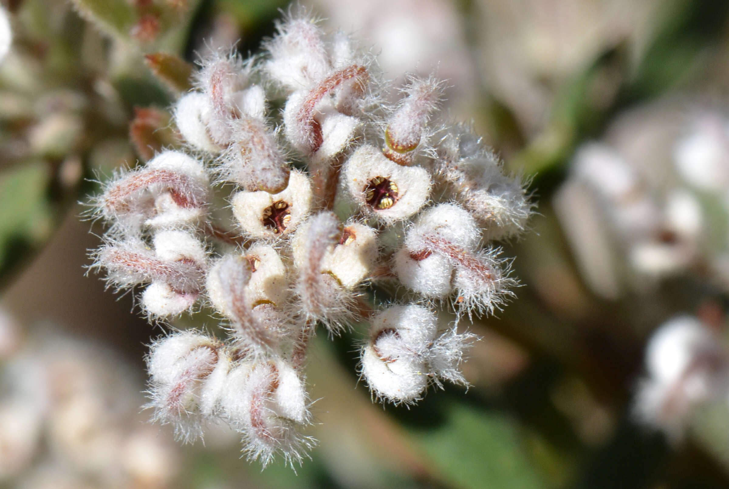 Image of Grevillea hislopii Olde & Marriott