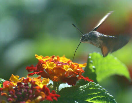 Image of humming-bird hawk moth