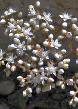 Image of White Stonecrop