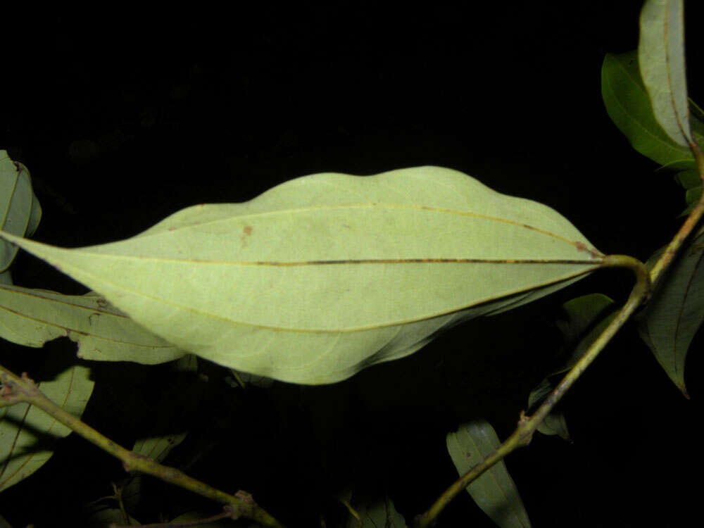 Слика од Caryodaphnopsis