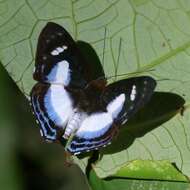 Image of Irenia Metalmark