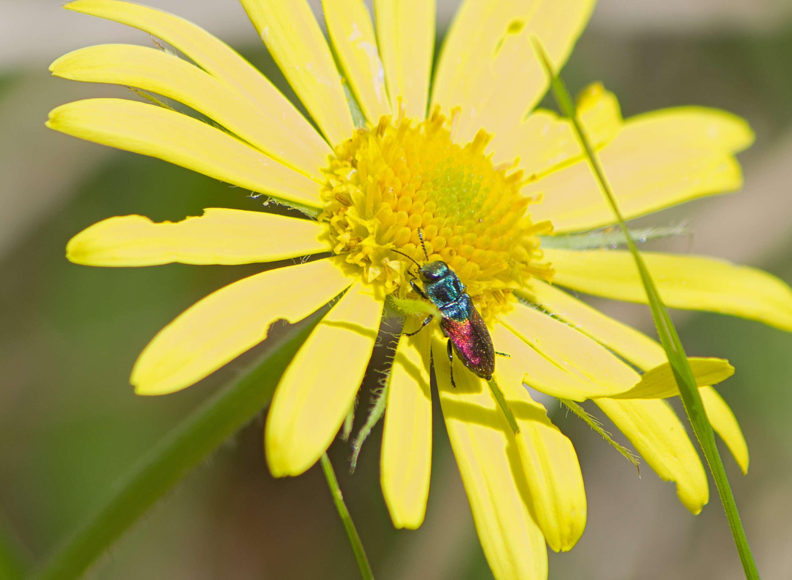 Image of Pasture Splendour Beetle