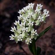 Image of Asclepias candida Vell.