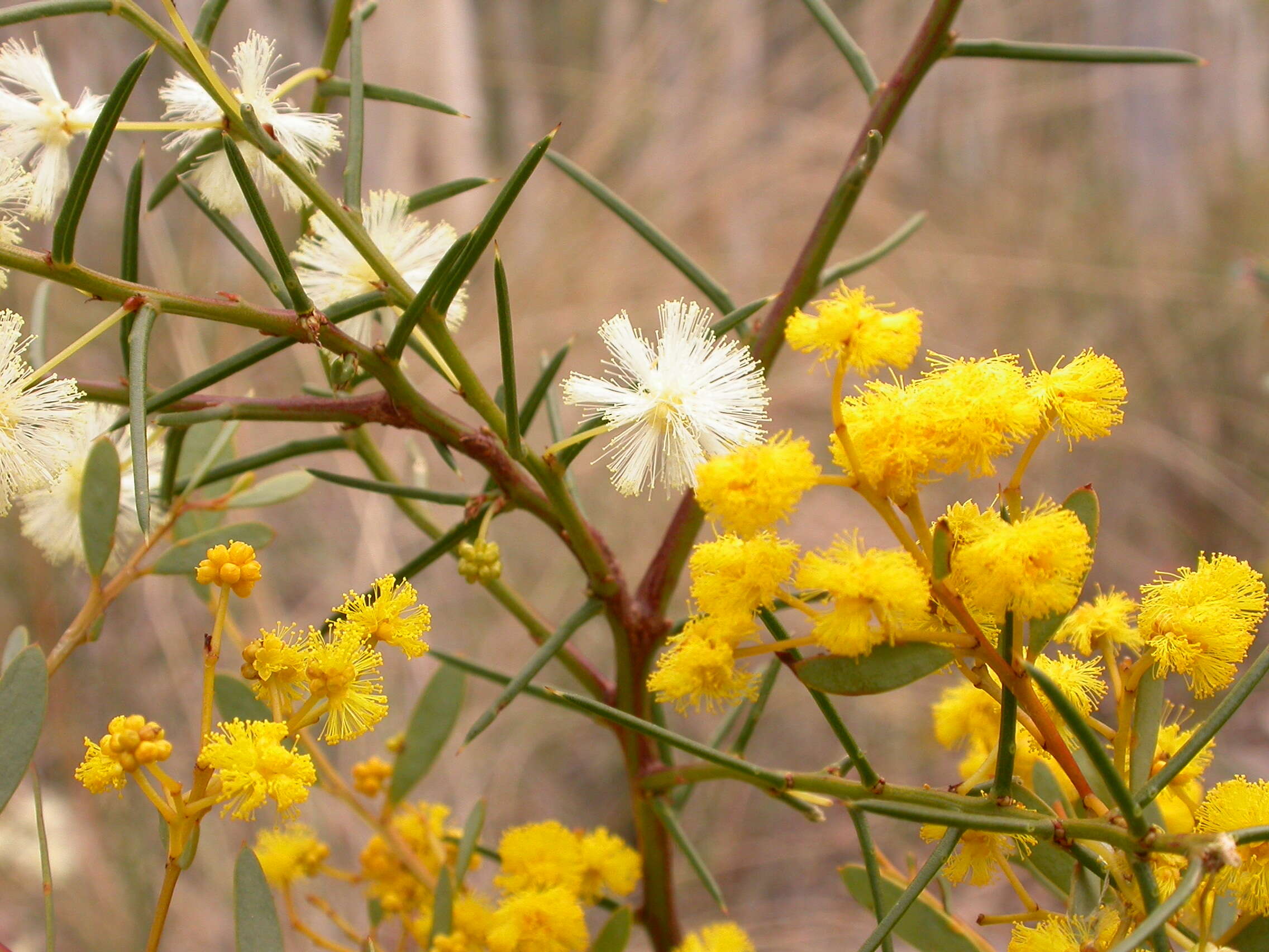 Image of early wattle