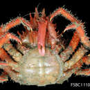 Image of sharphorn clinging crab