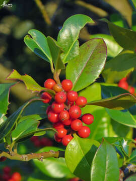 Image of English holly