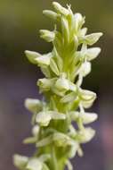 Image of Fringed orchids