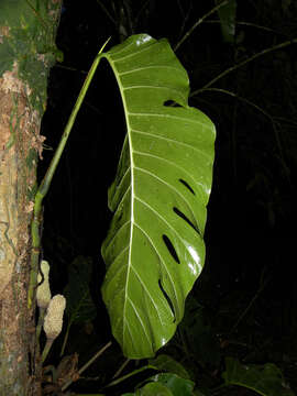 Image of Monstera dubia (Kunth) Engl. & K. Krause