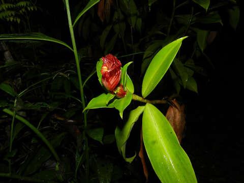 Image of Costus laevis Ruiz & Pav.