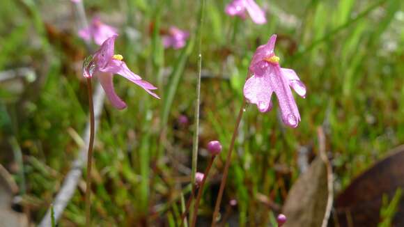 Image de Utricularia multifida R. Br.