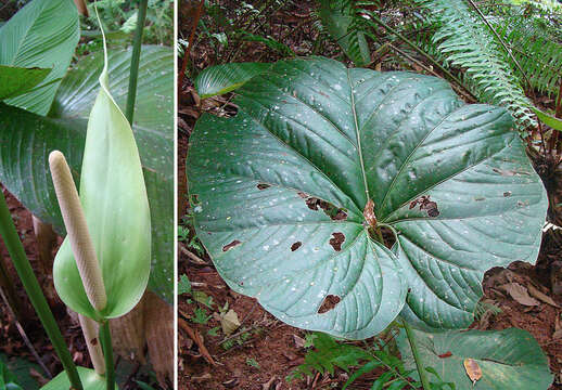 Image of Anthurium obtusifolium (W. T. Aiton) G. Don