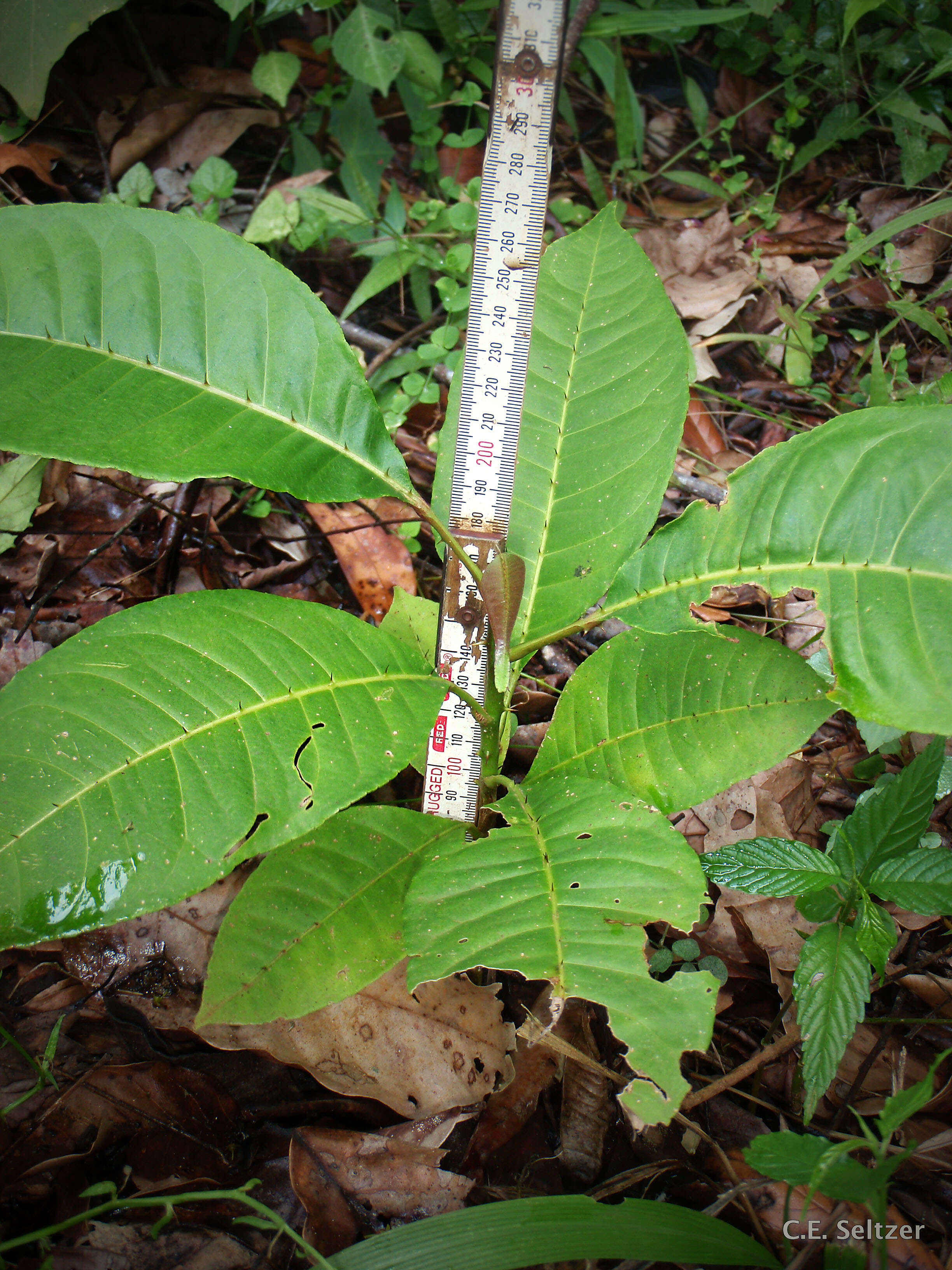 Image de Zanthoxylum gilletii (de Wildeman) Waterman