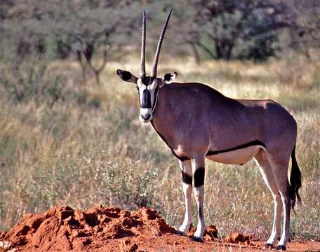 Image of Oryx gallarum (Neumann 1902)