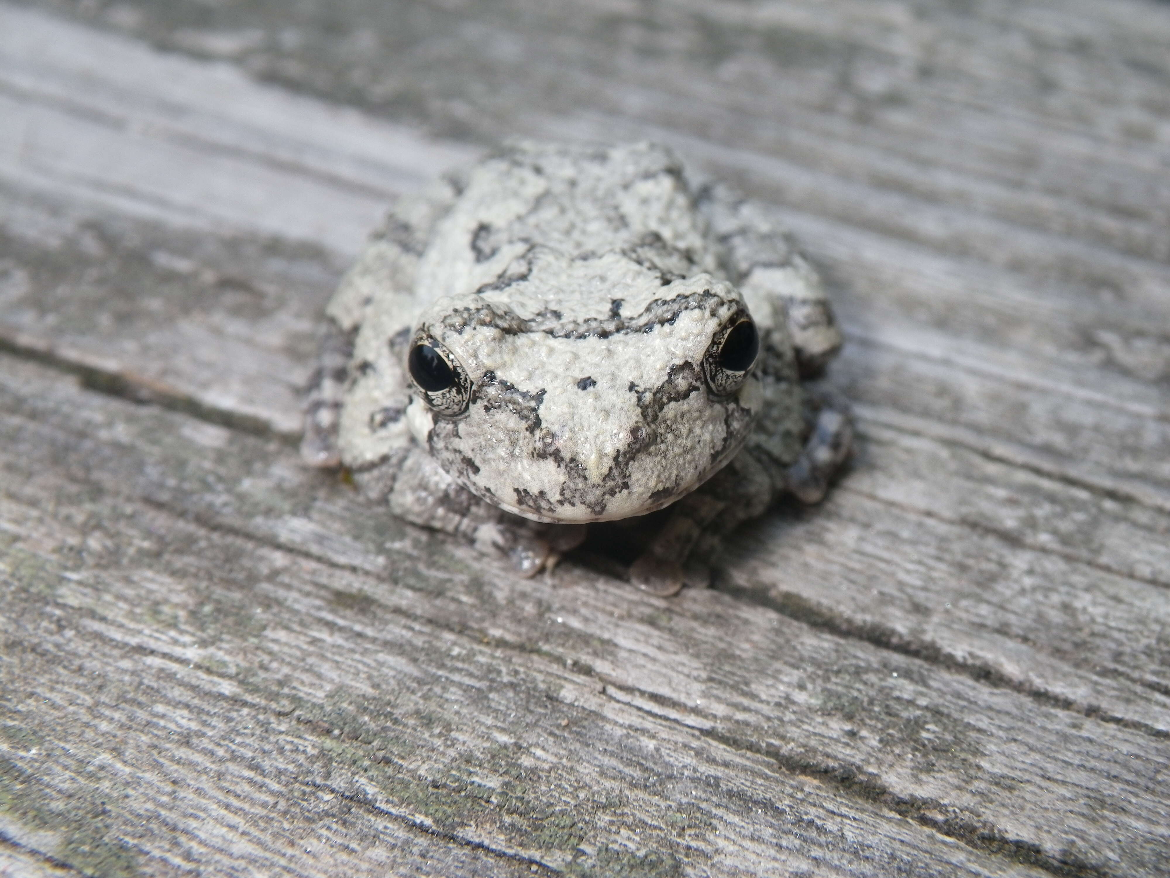 Image of Cope's Gray Treefrog