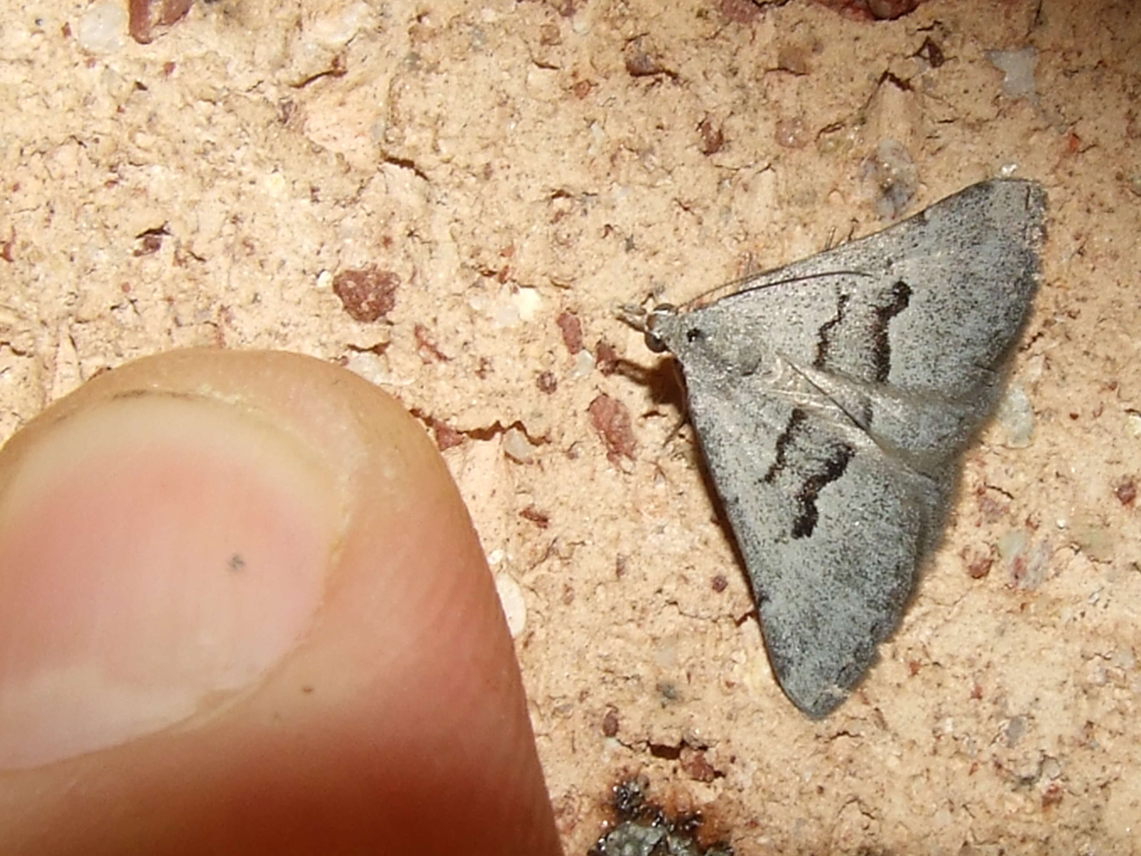 Plancia ëd Dichromodes