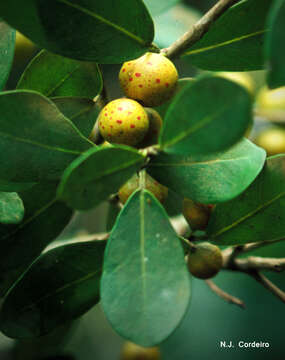 Image of Bark Cloth Fig