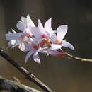 Image of Dendrobium barbatulum Lindl.