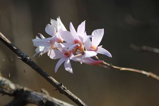 Image of Dendrobium barbatulum Lindl.