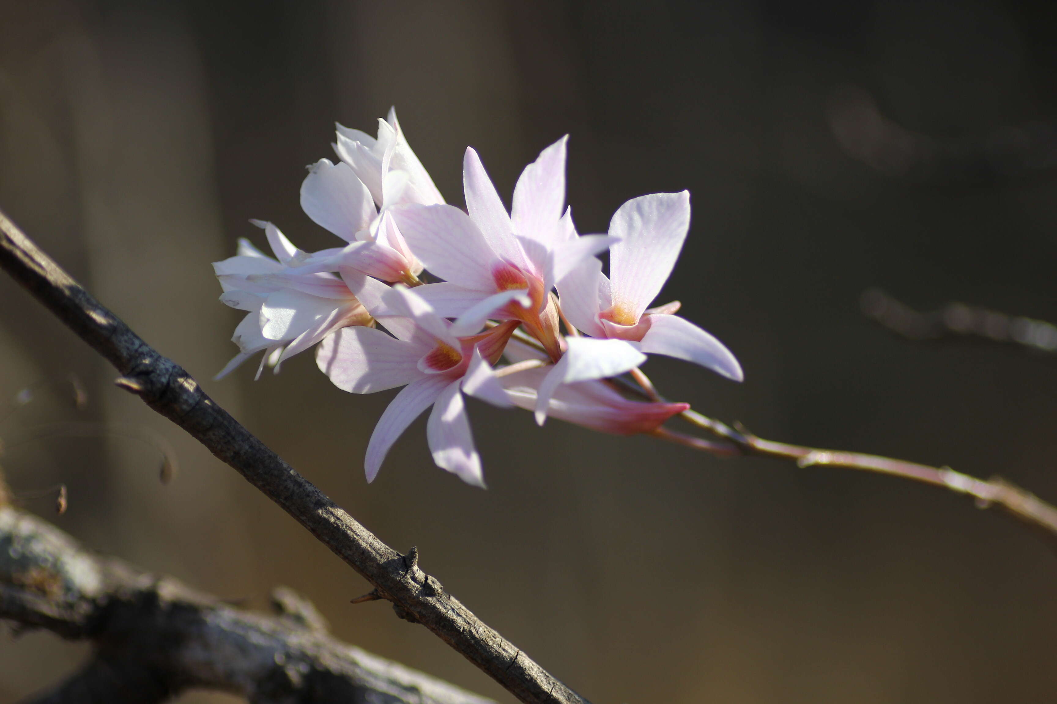 Image of Dendrobium barbatulum Lindl.