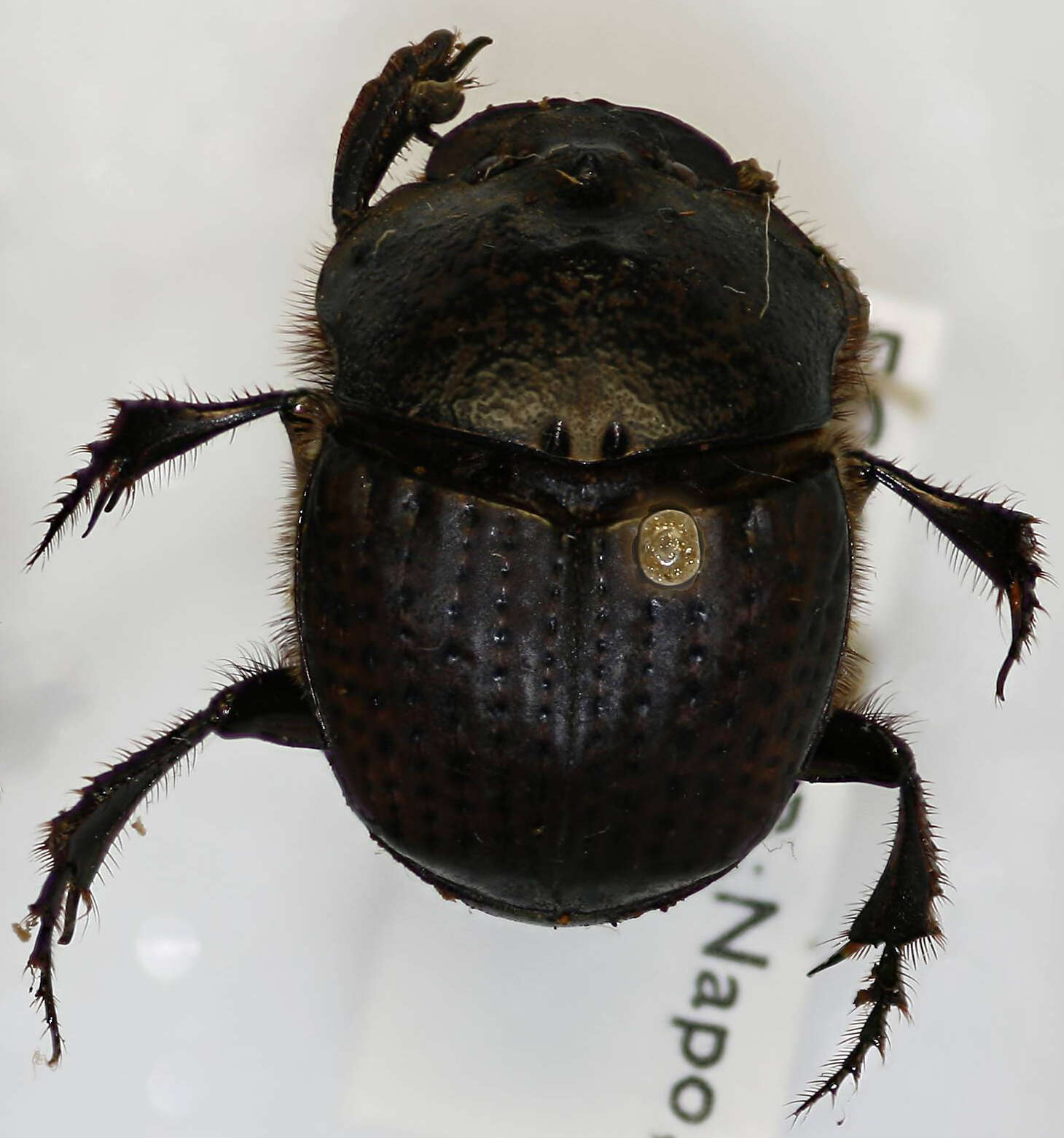 Imagem de Phanaeus (Notiophanaeus) chalcomelas (Perty 1830)