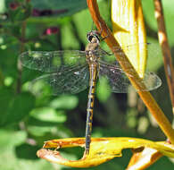 Image of Sentry Dragonfly