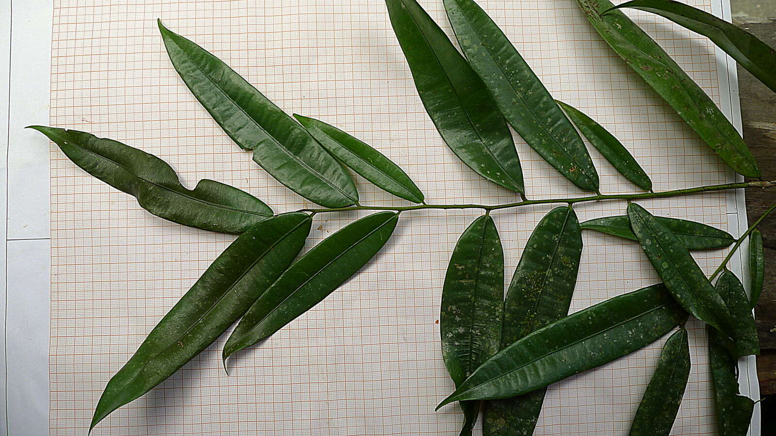 Image of Pseudoxandra bahiensis Maas