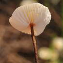 Imagem de Marasmius rotula (Scop.) Fr. 1838