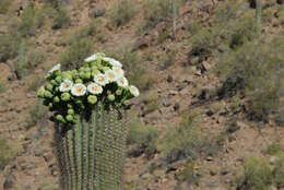 Image of saguaro