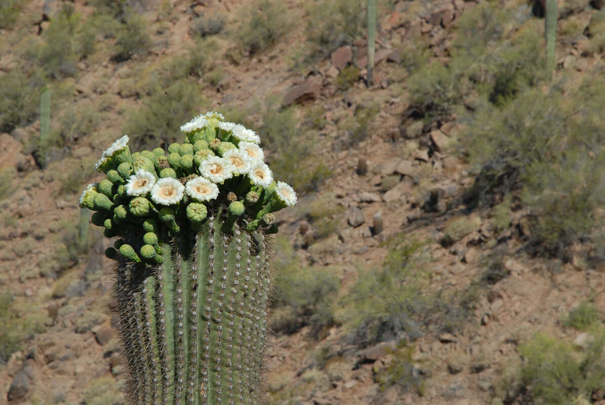 Image of saguaro