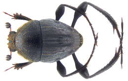 Image of Dung Beetle