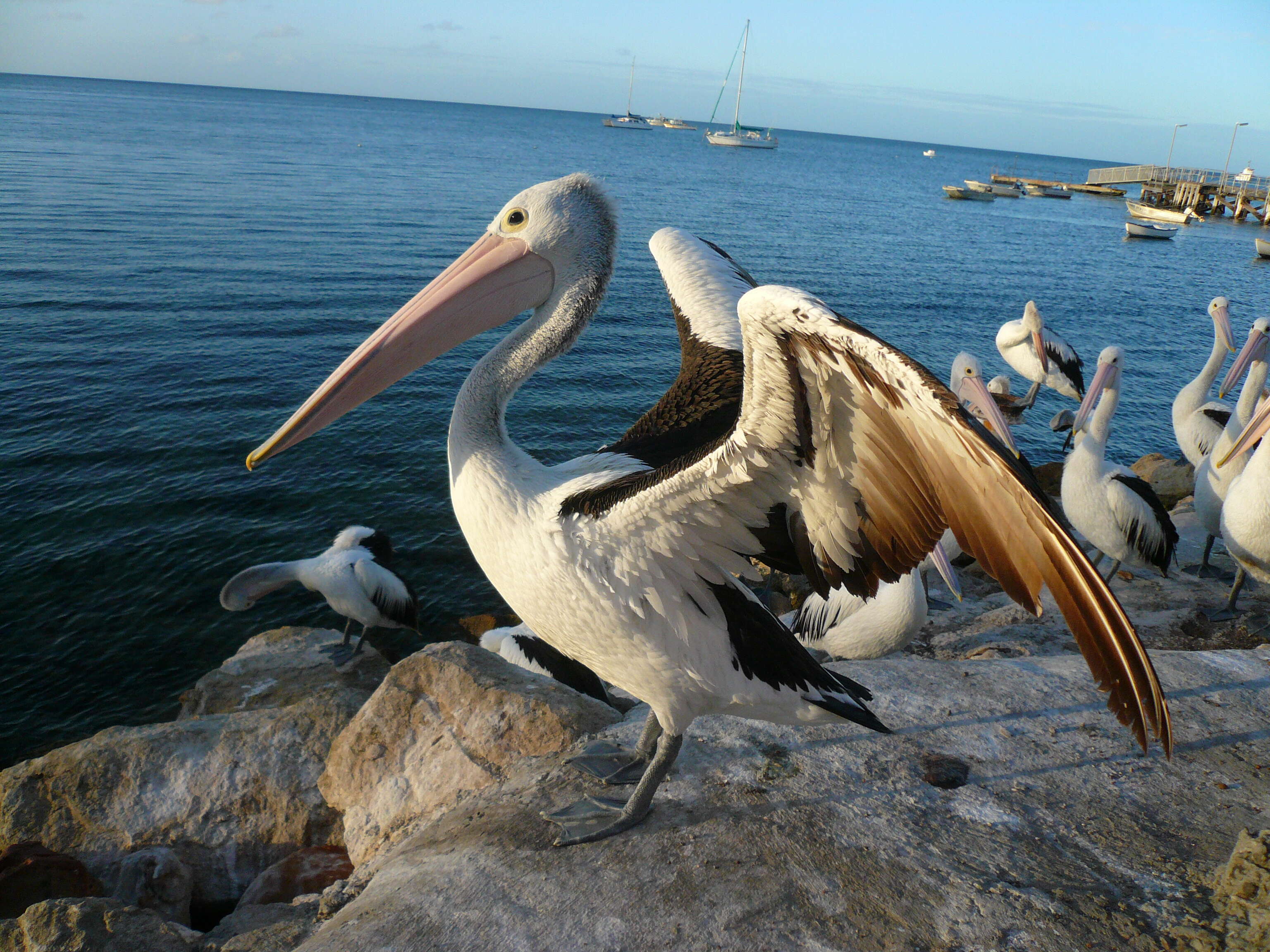 Image of pelicans