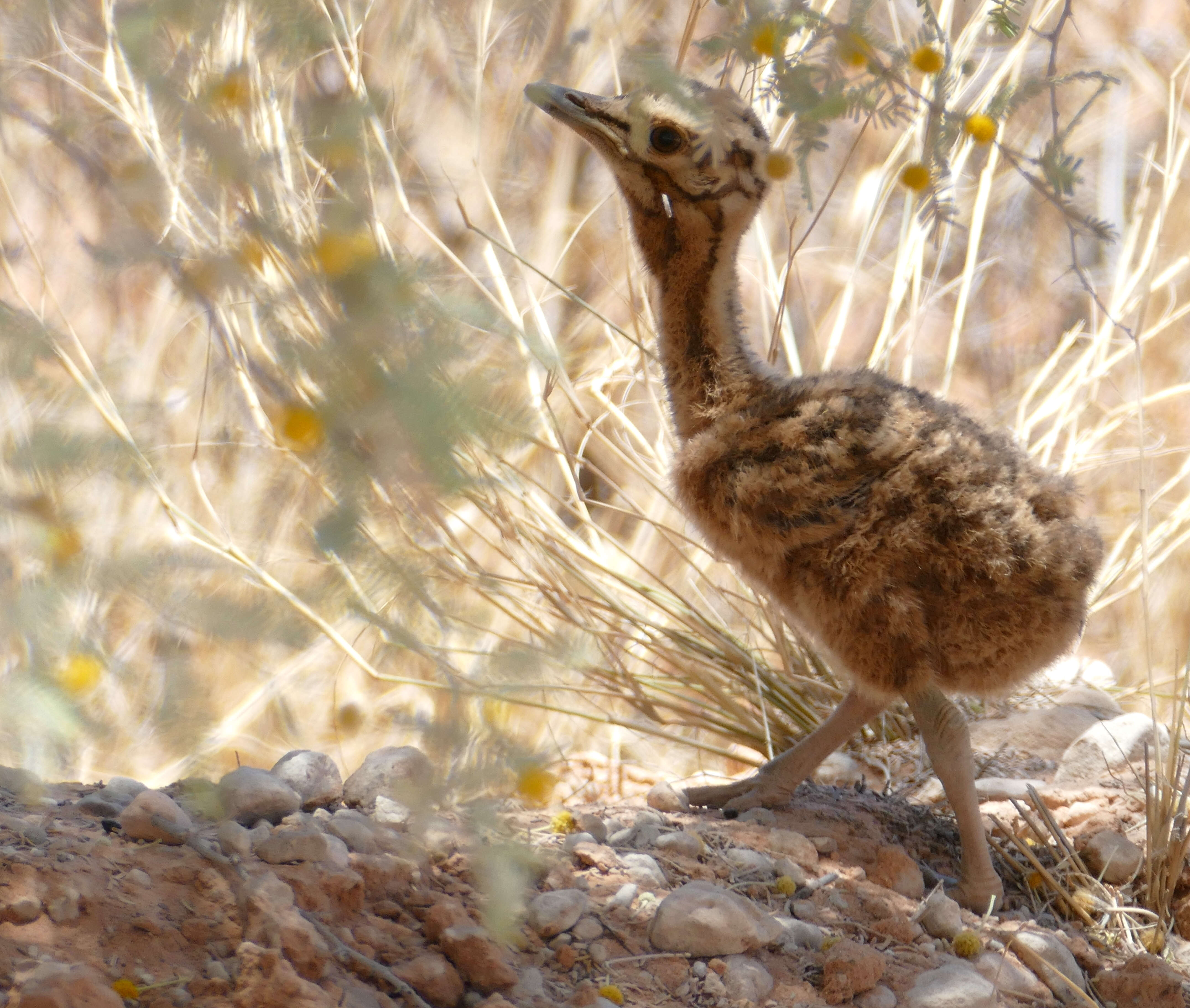 Image of Kori Bustard