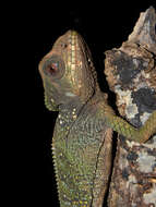 Image of helmet lizards