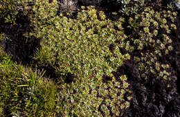 Image of Plantago glacialis B. G. Briggs, Carolin & Pulley