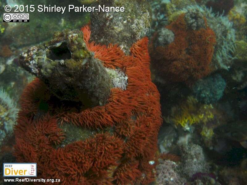 Pyura stolonifera (Heller 1878) resmi