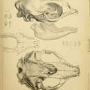 Image of Ommatophoca rossii Gray 1844