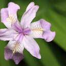 Image of Iris gracilipes A. Gray