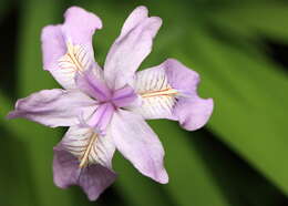 Image of Iris gracilipes A. Gray