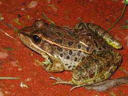 Image of Lowland Leopard Frog