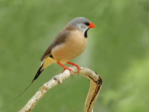 Image of Long-tailed Finch