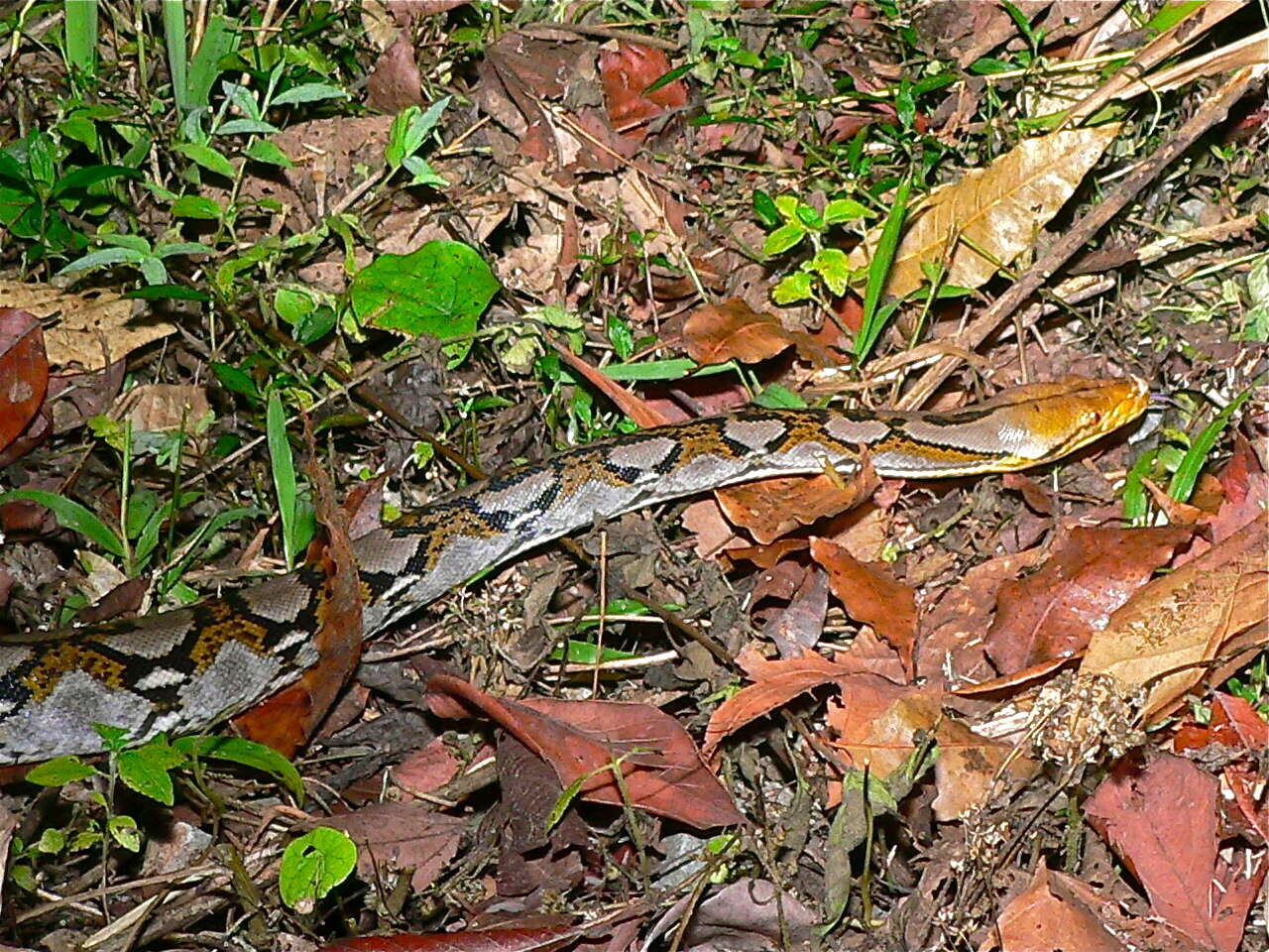 Image of <i>Broghammerus reticulatus</i> Schneider 1801