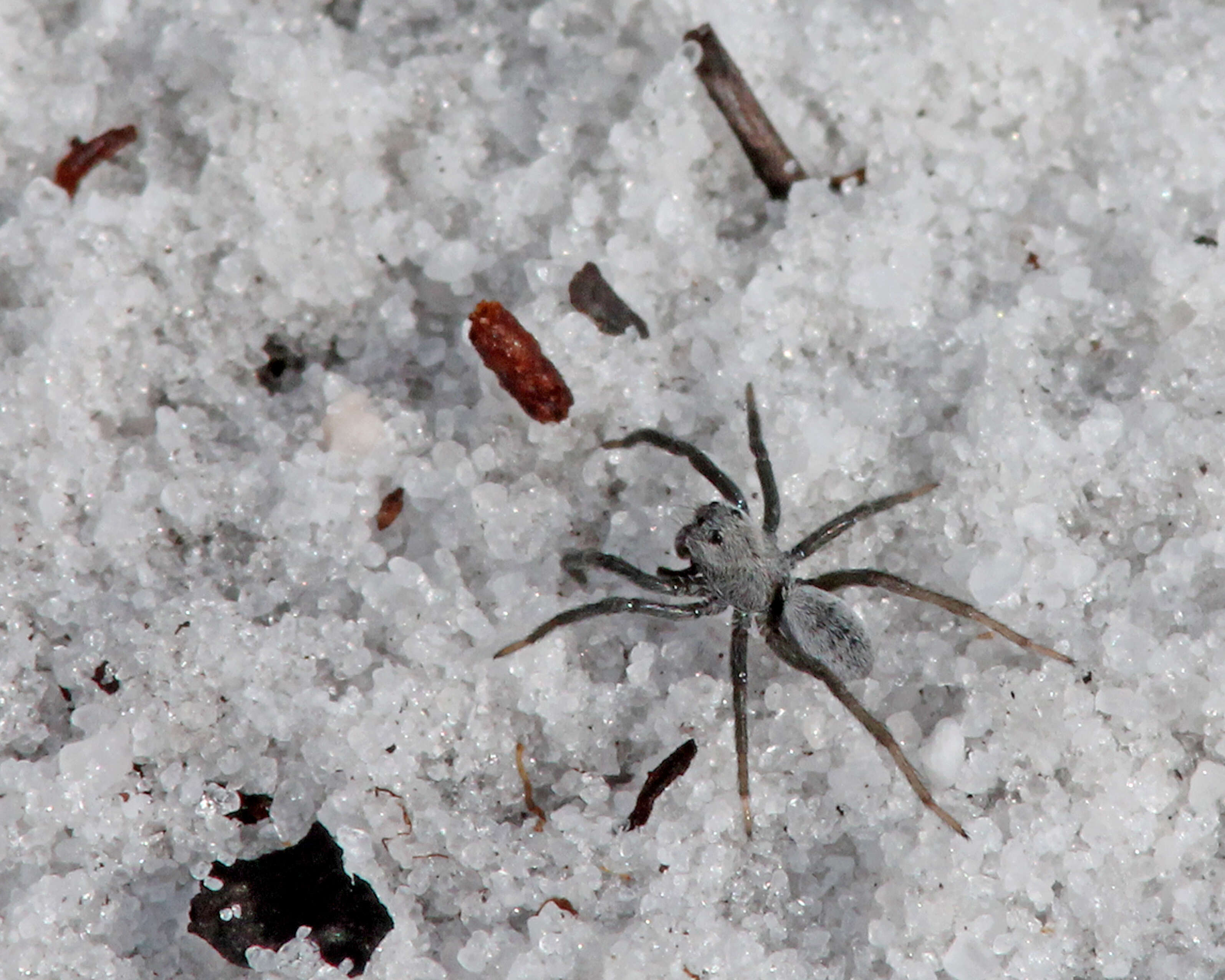 Image of Burrowing Wolf Spiders