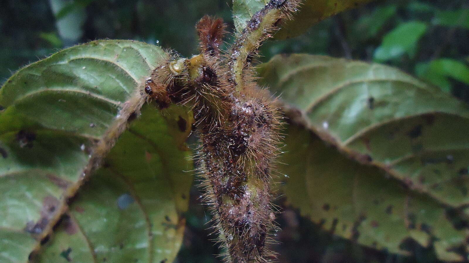 Image of Cordia nodosa Lam.