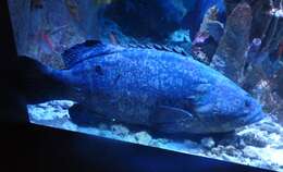 Image of Atlantic Goliath Grouper