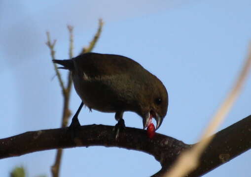 Image of Lesser Antillean Bullfinch