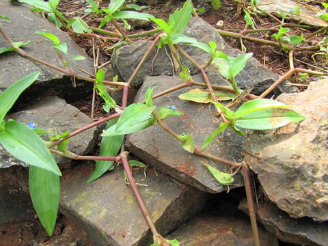 Image de Commelina