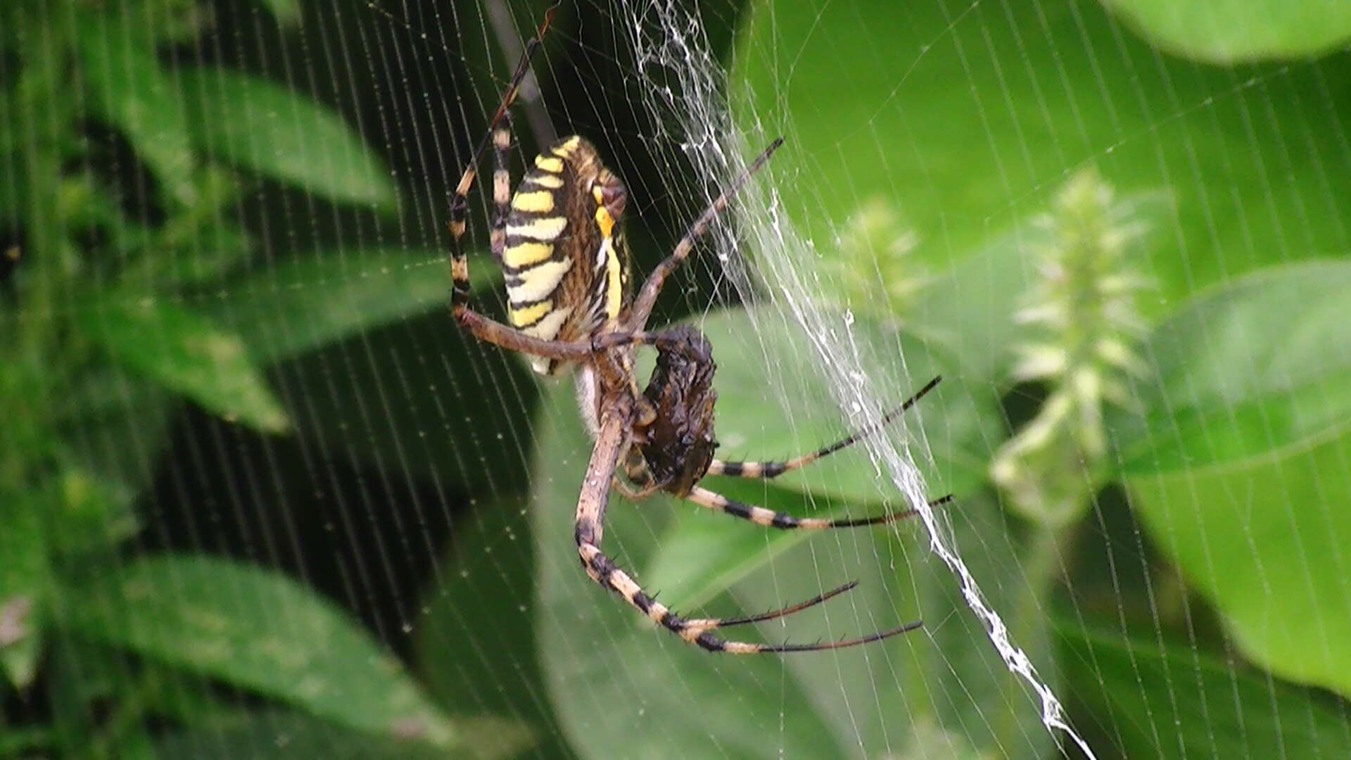 Imagem de Argiope bruennichi (Scopoli 1772)