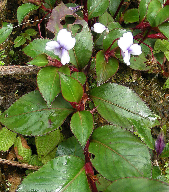 Image de Viola scandens Humb. & Bonpl. ex Roem. & Schult.